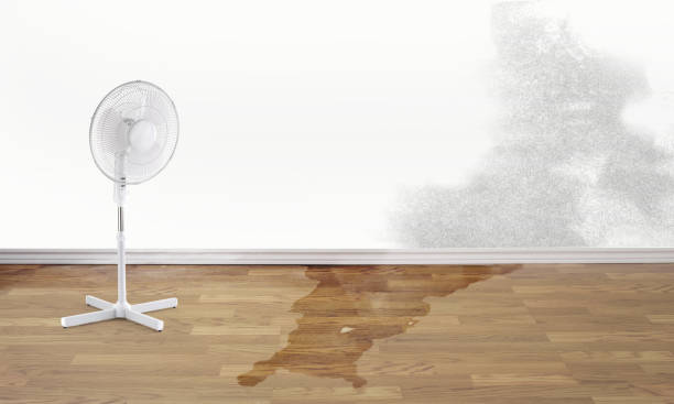 Best Water damage cleanup near me  in Albuquerque, NM